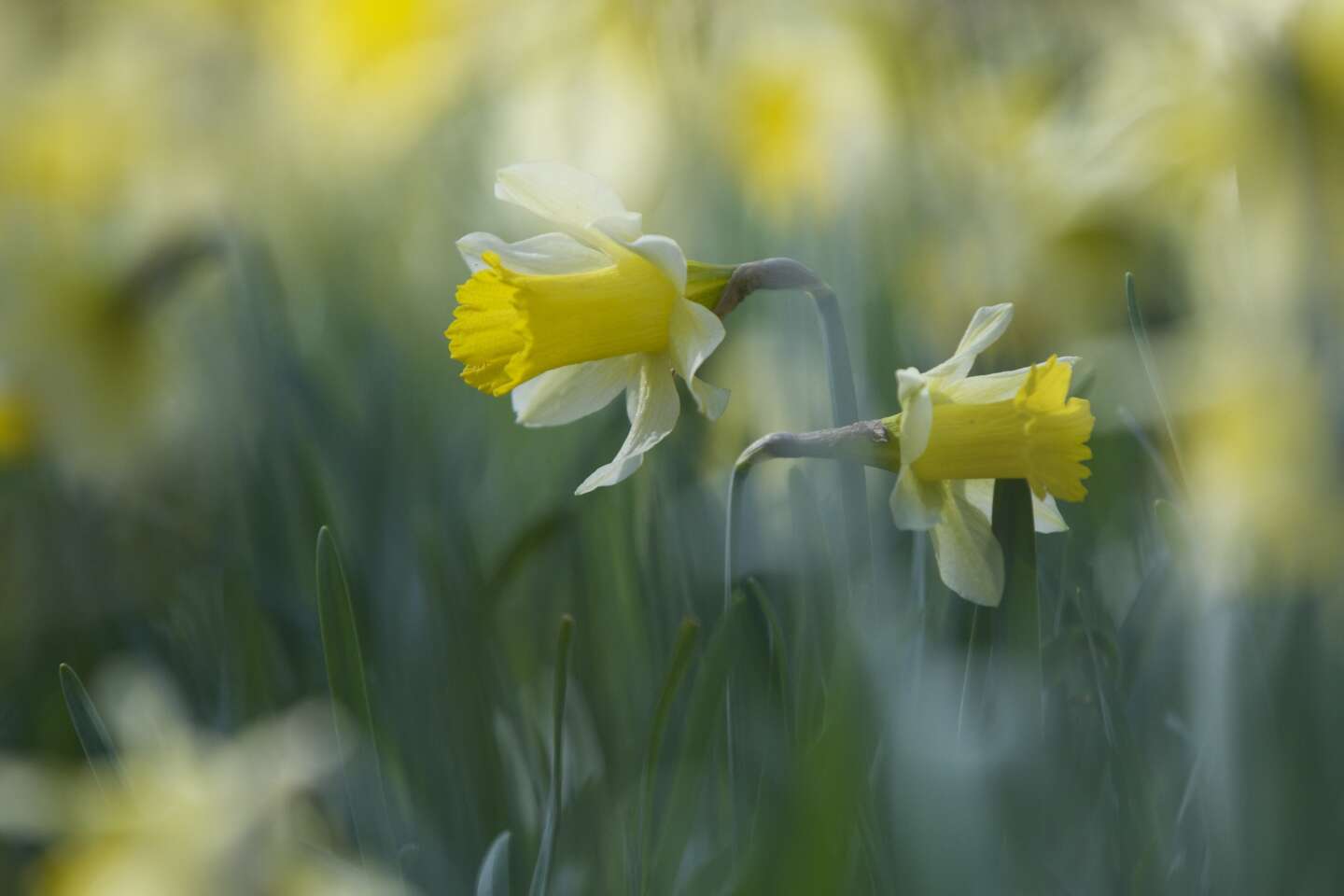 Only the wind turns the heads of the narcissus