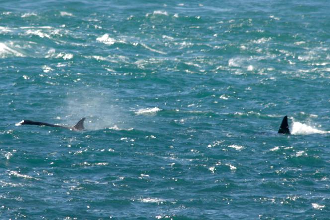 Deux orques en train de chasser dans l’océan Atlantique.