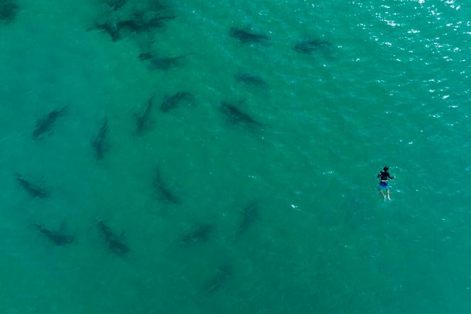 Des requins gris au large de Hadera (Israël), le 21 novembre 2022.