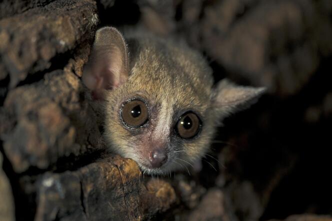 Un microcèbe (Microcebus murinus) adulte dans la réserve de Perinet Game, à Madagascar.