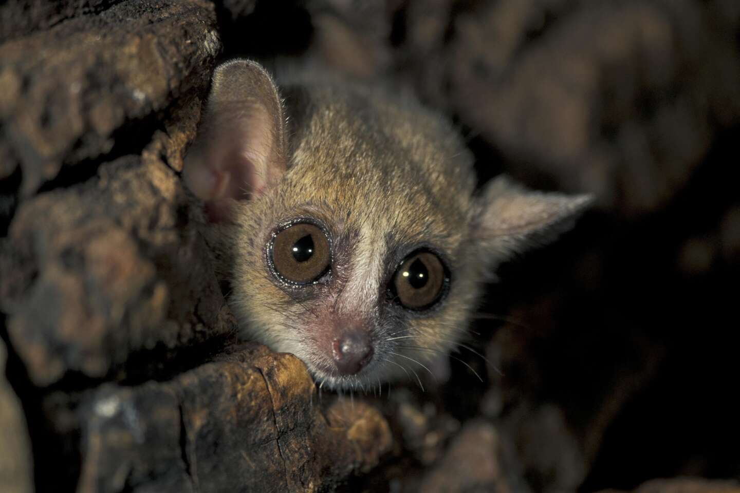 A small lemur offers itself as a model of torpor