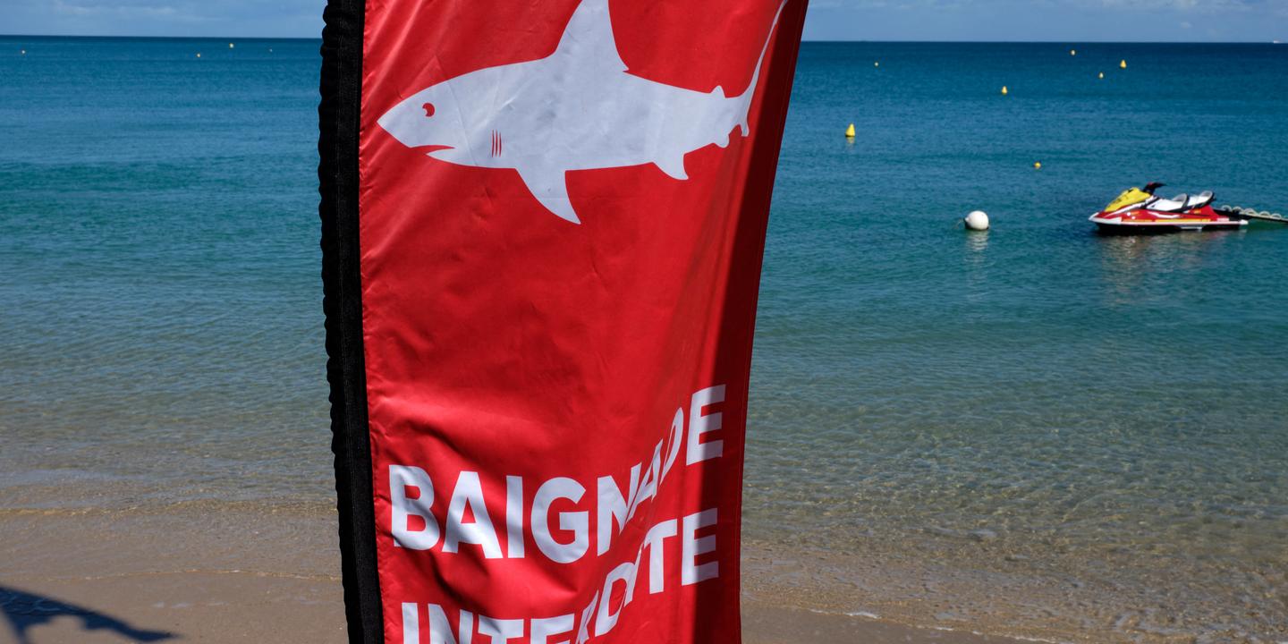 New Caledonia resorts to culling sharks after serious attacks