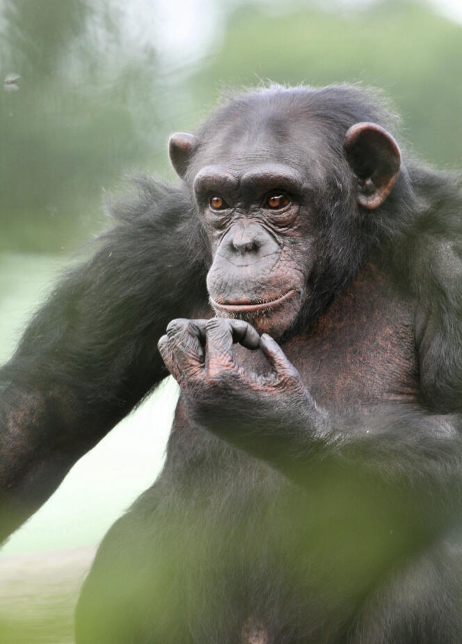 A chimpanzee.  Sensitive and aware.