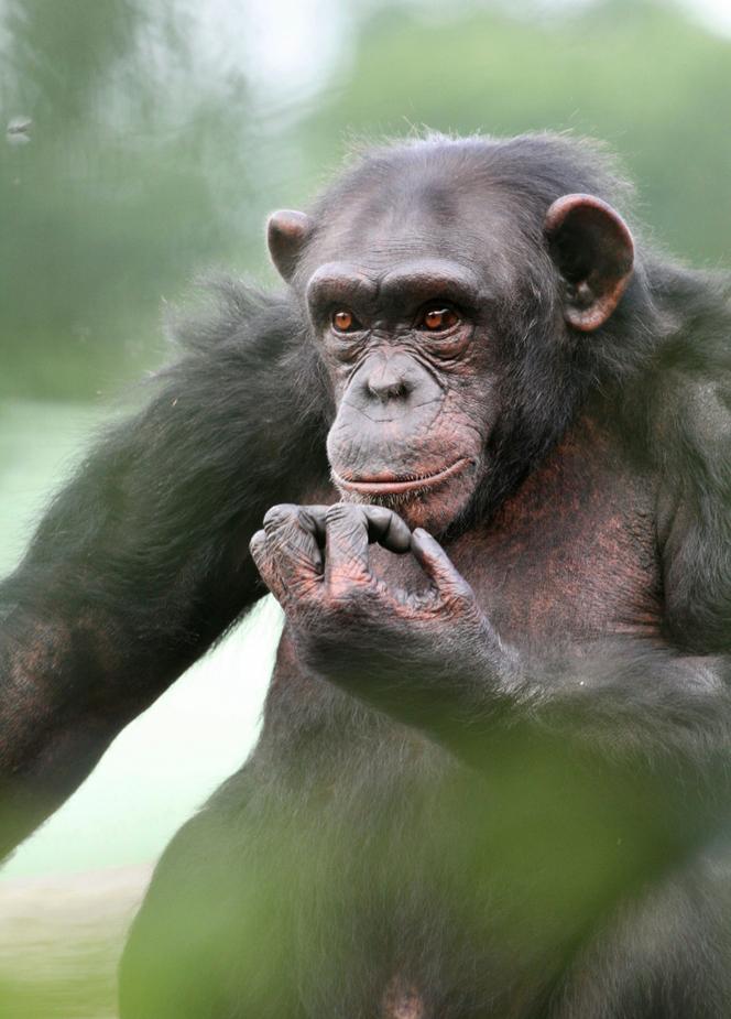 A chimpanzee.  Sensitive and aware.