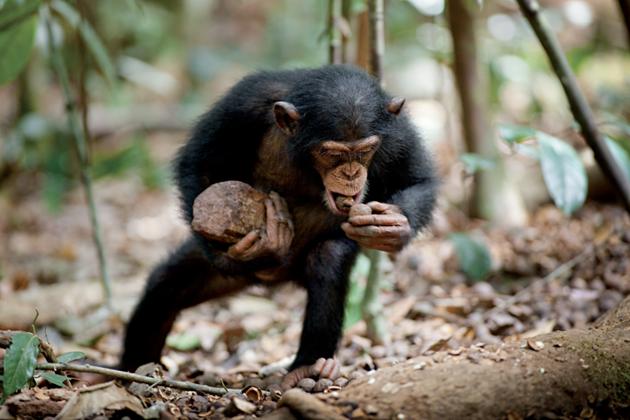 A chimpanzee carries Coula edulis nuts, which he will  with the stone he is carrying, in the Taï national park (Côte d'Ivoire), in February 2009.
