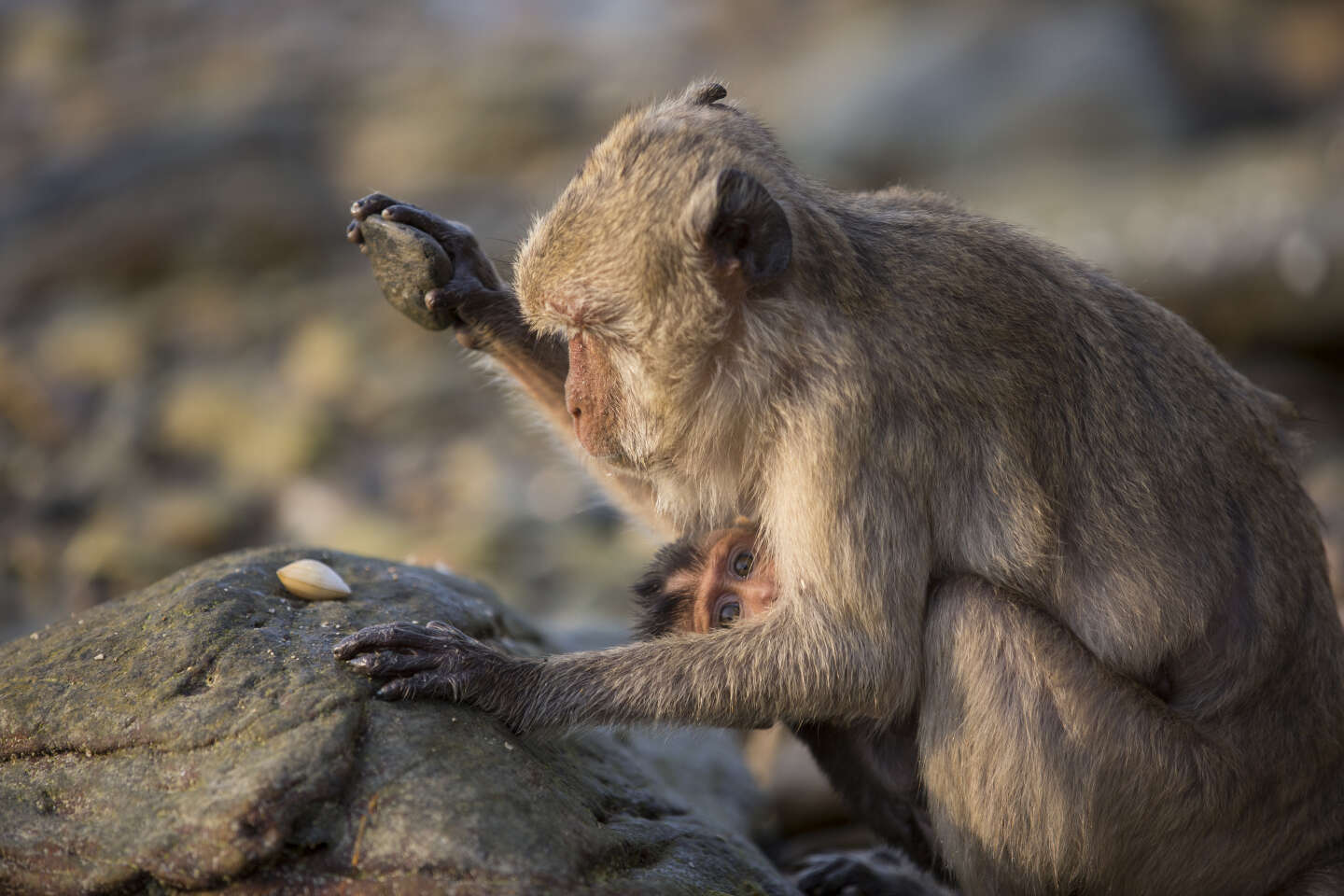 Monkeys shake up archeology by manipulating pebbles