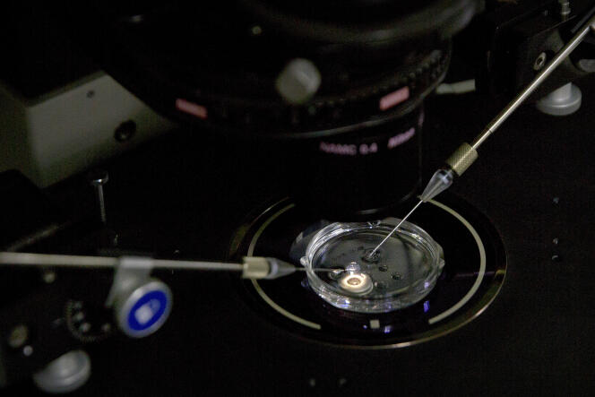 Un embryon reçoit une dose de protéine Cas9 sous microscope, dans un laboratoire de l’équipe du scientifique He Jiankui, à Shenzhen (Chine), le 9 octobre 2018.