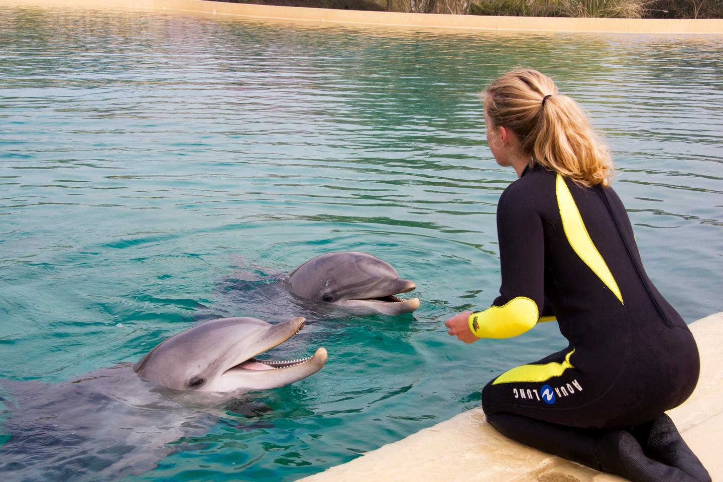 « Nombre de mammifères marins sont en danger il est essentiel de
