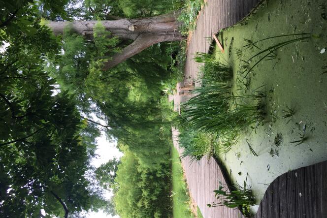 The developed pond of the Du Breuil school, in the Bois de Vincennes.