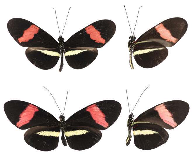 Un papillon « Heliconius erato » (en haut) et un « Heliconius melpomene » (en bas).