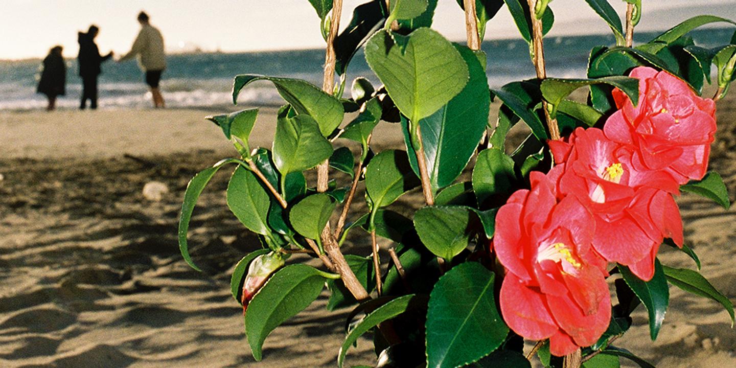 Photographie Camélia – Tirage Numérique 15x20 Cm – Nu Artistique, 2024