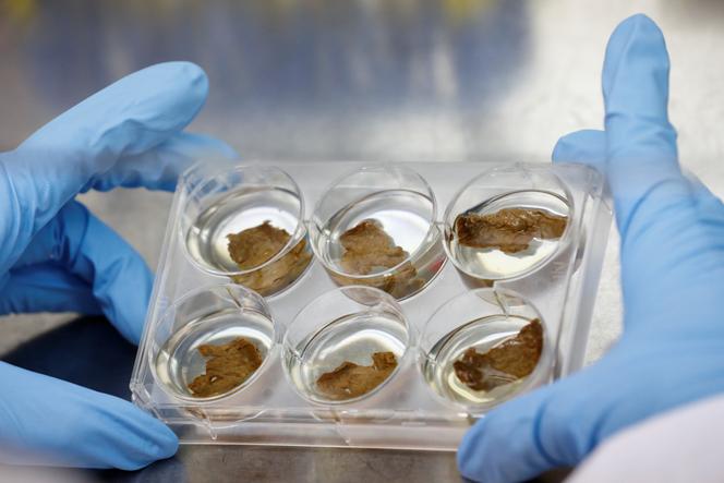 A worker holds a container with a lab-grown steak, in a lab at Aleph Farms, an Israeli company producing meat from cow cells, in Rehovot, Israel, June 26, 2019.