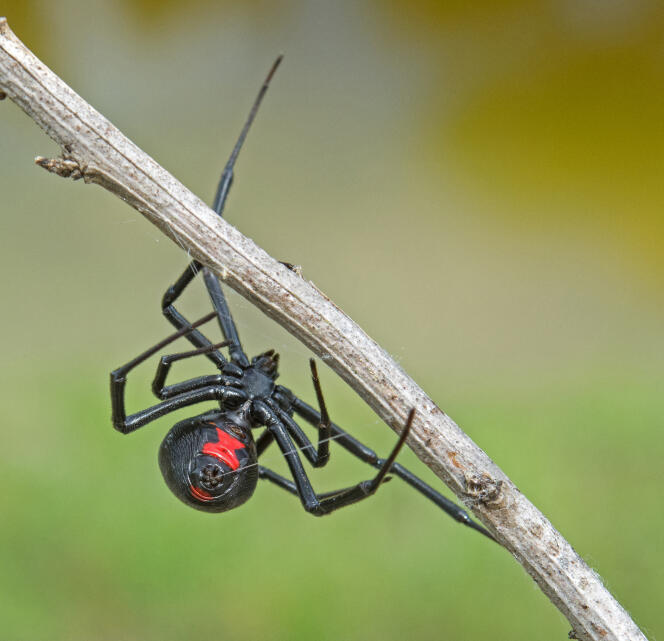 Black widow (Latrodectus mactans) adult female, Florida.