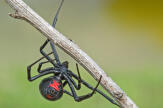 Guerre des veuves chez les araignées