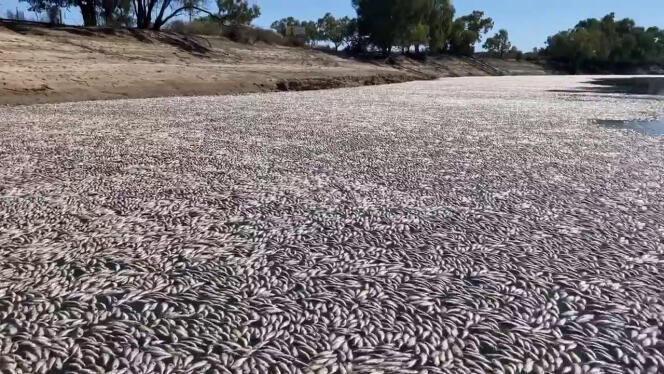Screenshot from a video uploaded by a Menindi resident showing millions of dead fish in a river in southeastern Australia.