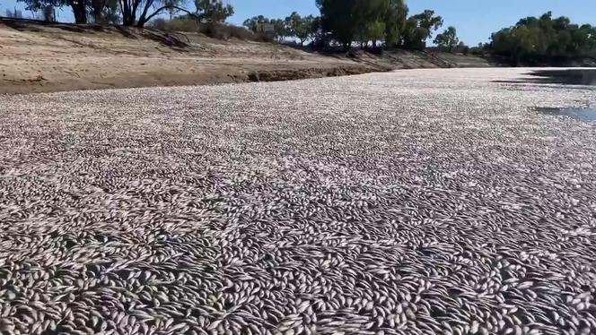 Captura de pantalla de un video subido por un residente de Menindee que muestra los millones de peces muertos en un río en el sureste de Australia.