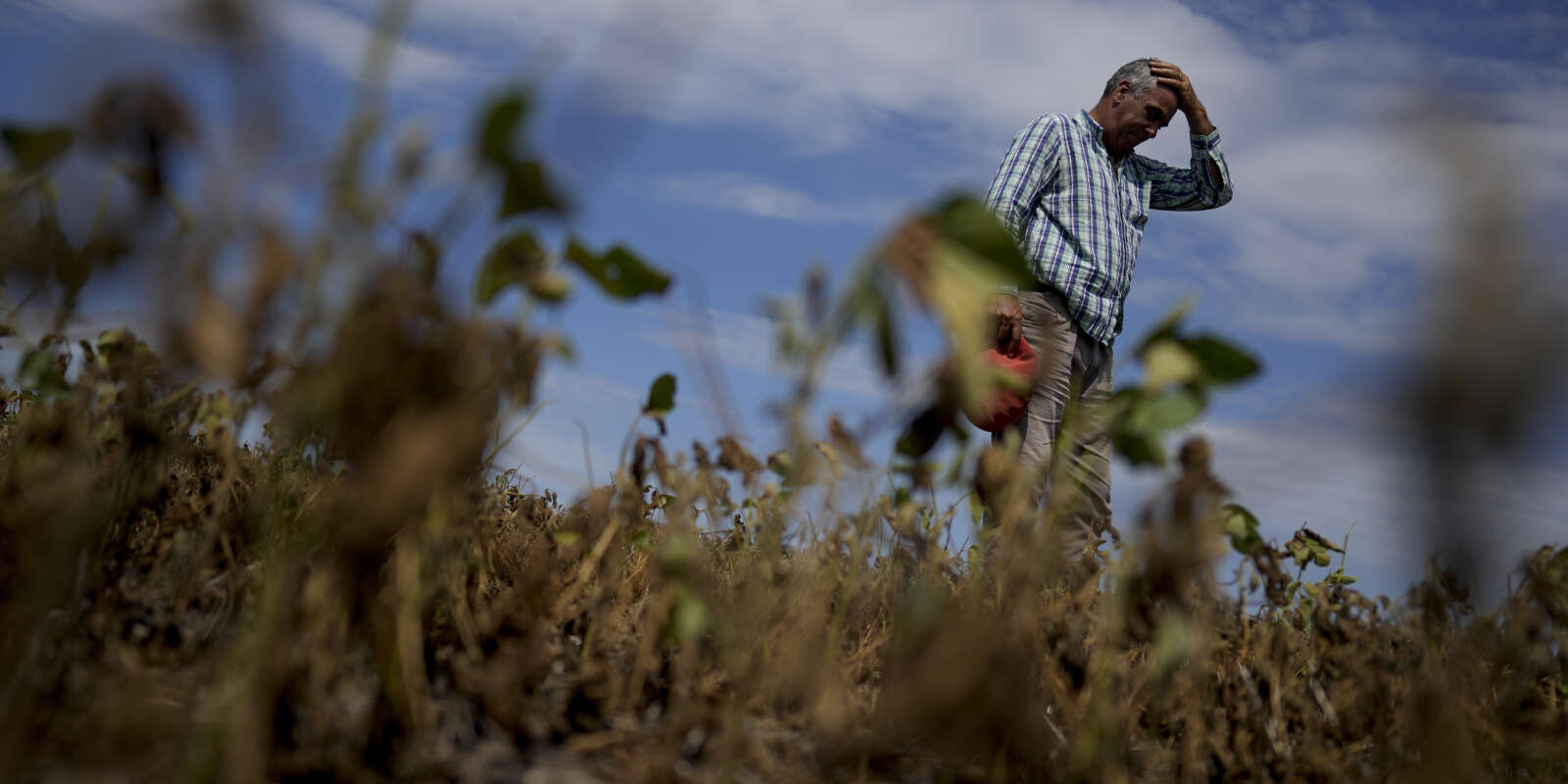 Un champ de soja détruit par la sécheresse, le 20 mai 2023 en Argentine.