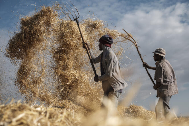 Agricultores en Gondar, norte de Etiopía, en noviembre de 2020.