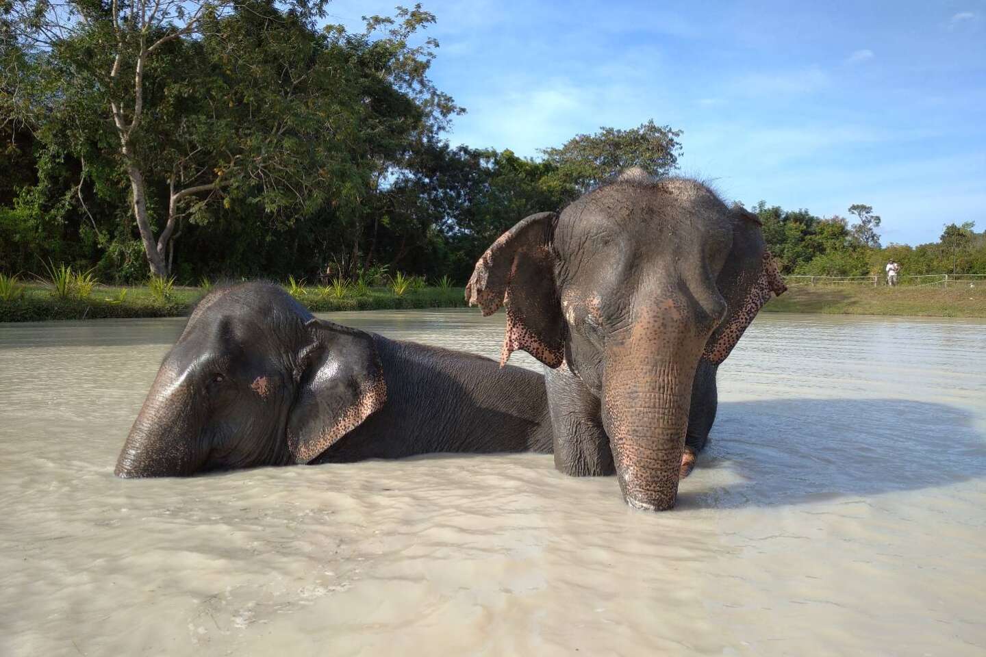 « Les merveilles du Cambodge », sur France 5 : au-delà d’Angkor, à la rencontre de rats démineurs et d’éléphants retraités