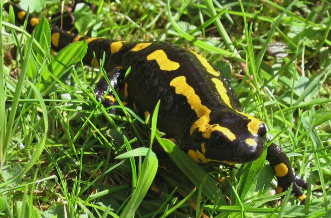 Common in Europe, the spotted salamander warns with its color that its skin is secreting poisonous mucus.