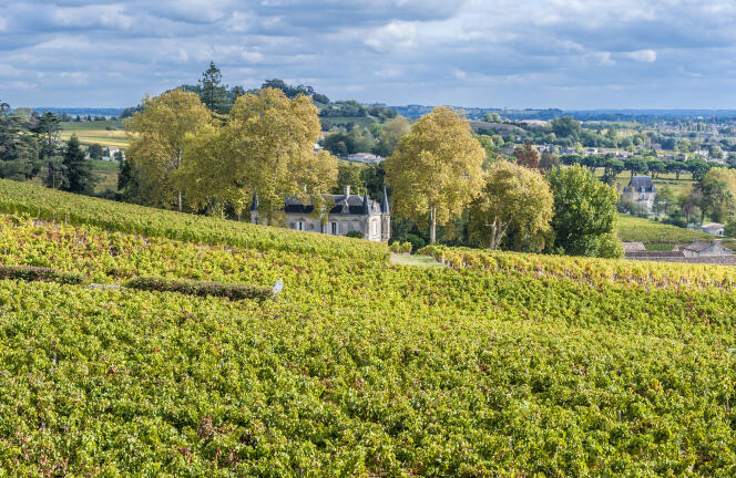 Vignoble AOC fronsac, dans la région de Saint-Emilion.