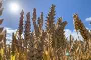 Un champ de blé à Essars (Pas-de-Calais), le 5 juillet 2022. 