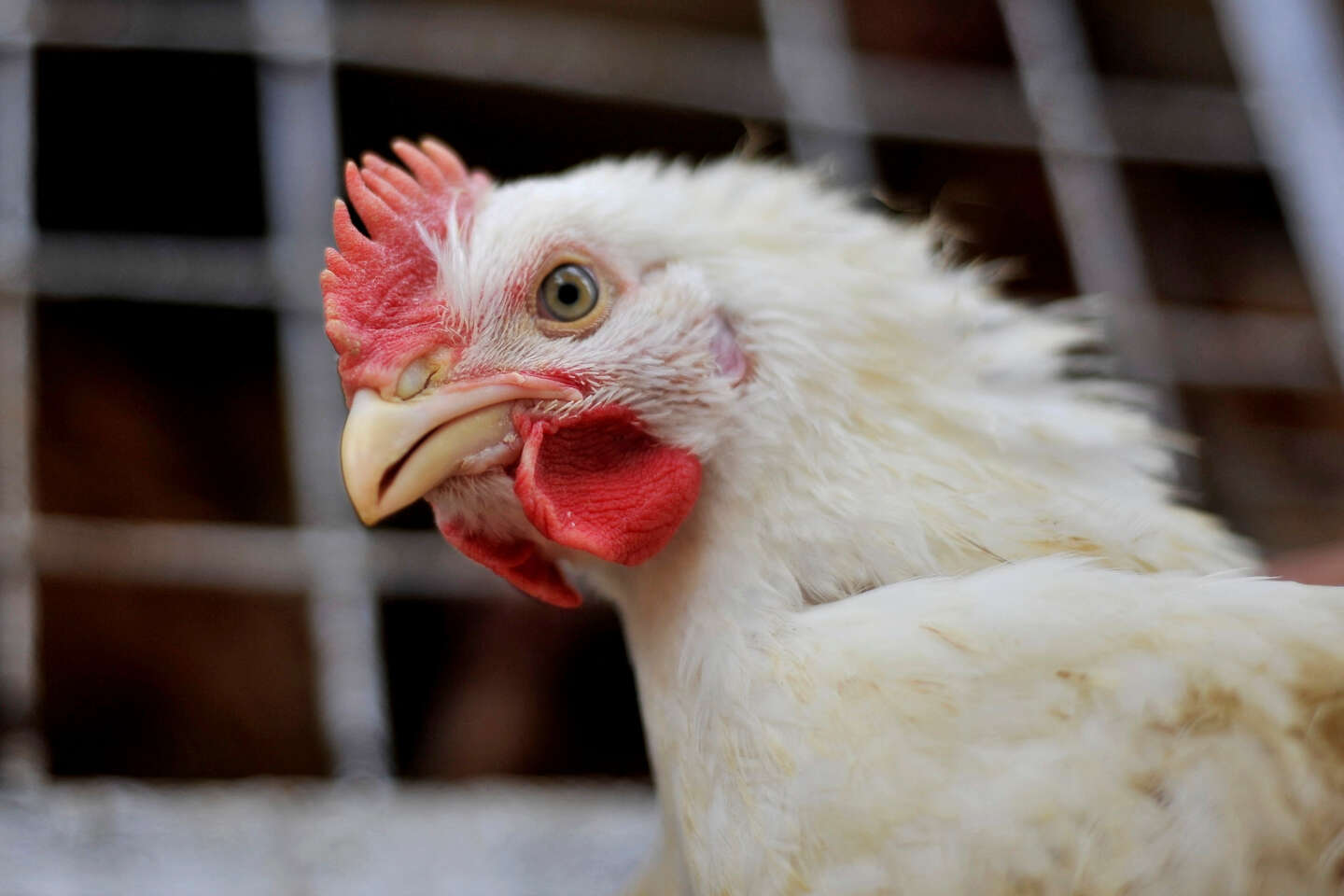Le autorità sanitarie sconsigliano il consumo di uova provenienti da pollai locali situati nell’Ile de France