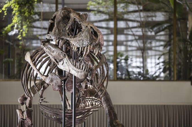 El esqueleto del Tyrannosaurus rex Trinity -de 11,6 metros de largo y 3,9 metros de alto-, exhibido en un preestreno organizado por la casa de subastas Koller, el 29 de marzo, en Zúrich, Suiza. 