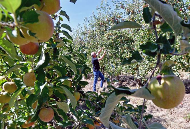 Un arboriculteur dans ses vergers de pommiers et de poiriers, au cours d’un été marqué par la sécheresse et la canicule à Dampleux (Aisne), le 8 août 2022.