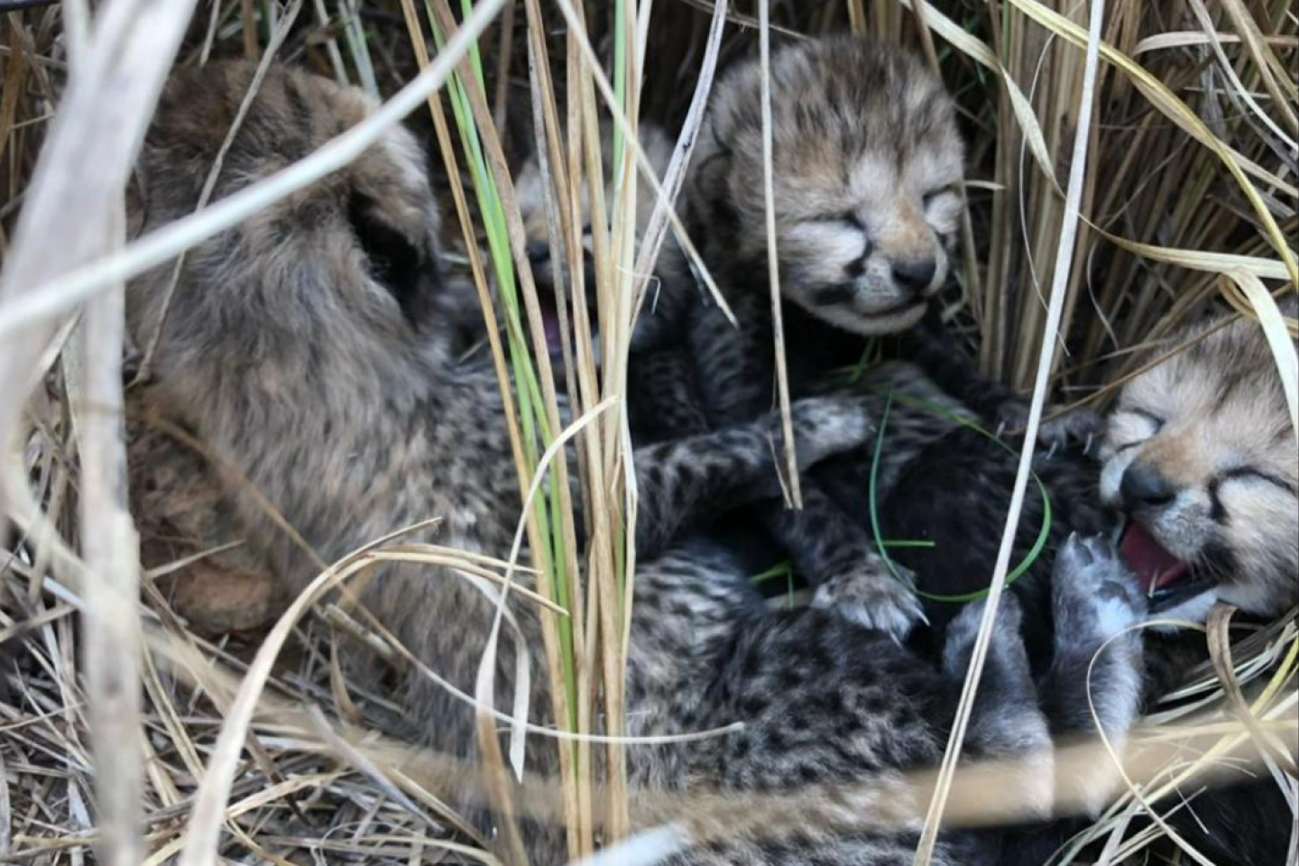 Naissance de quatre bébés guépards de Namibie en Inde, des décennies après l’extinction de l’espèce