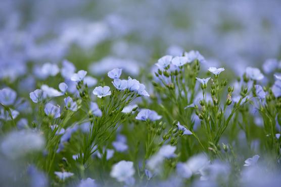 Un campo de lino en flor en una finca de Warwickshire (Reino Unido), en junio de 2013.