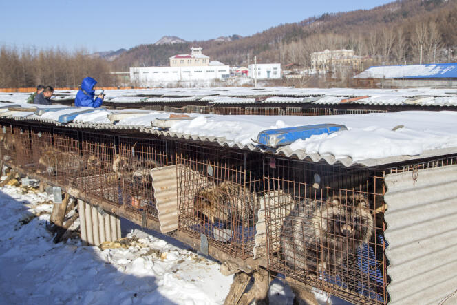 Raccoon dogs and foxes are raised for their fur on a farm in Hengdahesi (Heilongjiang), China.