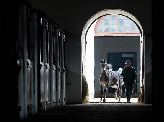 Un novio lleva un caballo a su establo en la yeguada Janow Podlaski en Polonia el 3 de marzo de 2016.
