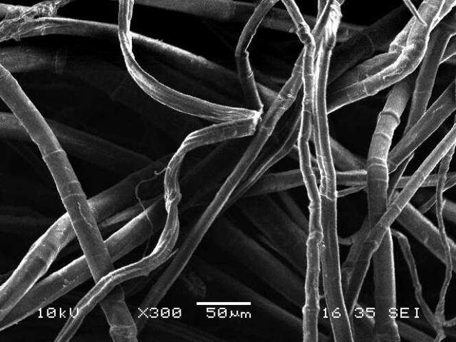Vista de fibras de lino individuales bajo un microscopio electrónico.  En la fibra más a la izquierda, se ven dos 