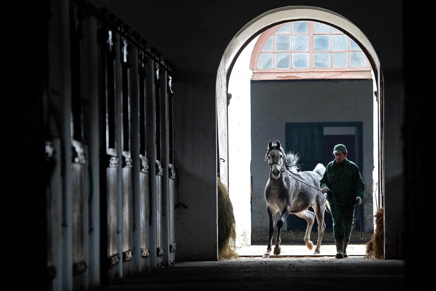 Los excesos del poder polaco no perdonan a los caballos