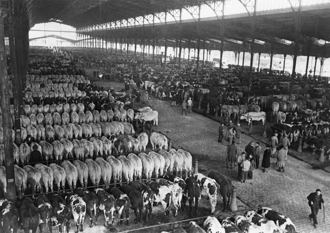 La halle aux bœufs du marché aux bestiaux, à La Villette, à Paris, en 1960.