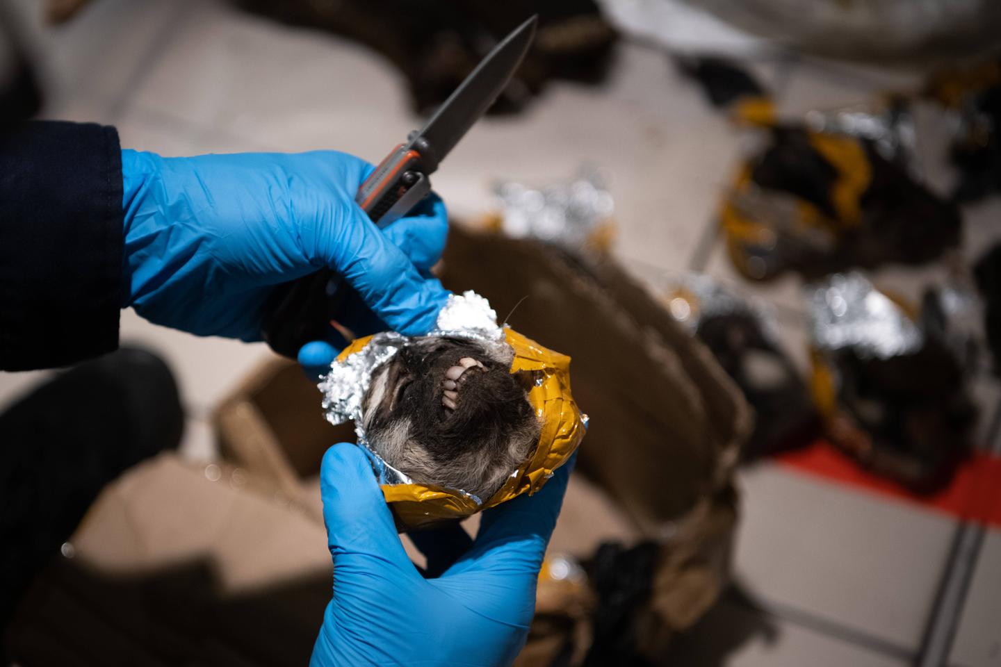 Francia, un centro para el tráfico de vida silvestre