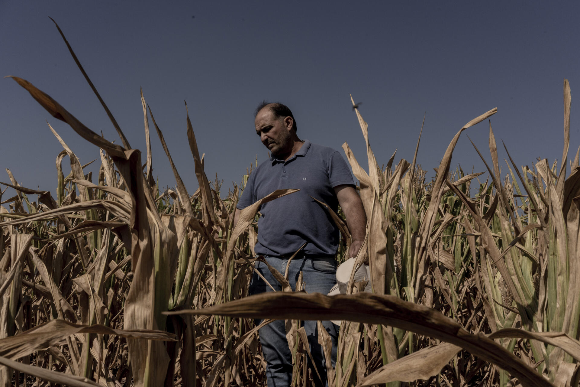 Roman Gutiérrez, agricultor, en su campo de maíz, en Pergamino (Argentina), 17 de marzo de 2023.
