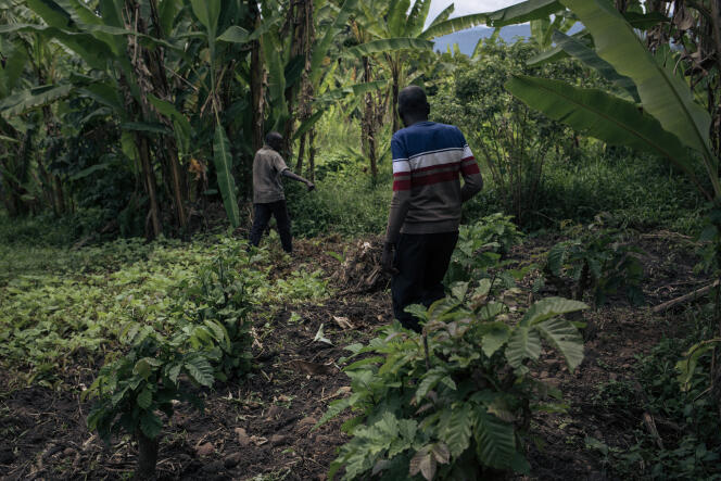 Los aldeanos marcan la ubicación de una fosa común en Kishishe, República Democrática del Congo, el 5 de abril de 2023.