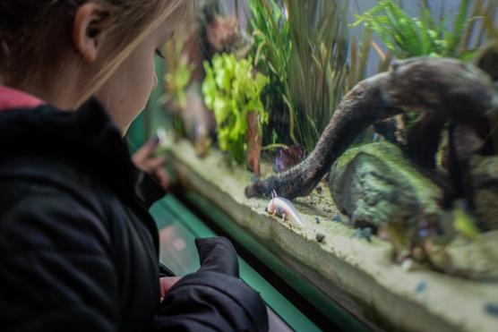 L’aquarium de l’axolotl.