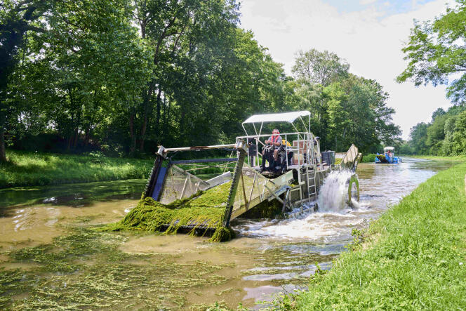 Lors d’une opération de nettoyage du canal du Centre, près de Digoin (Saône-et-Loire), le 10 mars 2023. Un faucardeur-moissonneur arrache les plantes envahissantes, notamment le myriophylle hétérophylle.