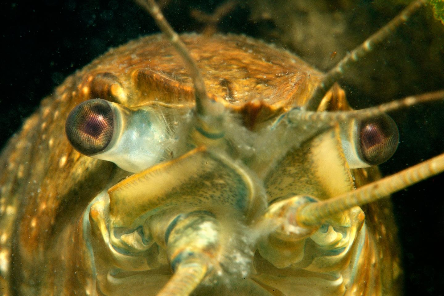 Invasive species, a scourge as costly as floods or earthquakes - Time News