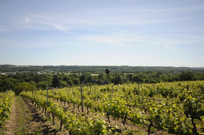 Viñedos de Chenin, situados en la localidad de Lhomme (Sarthe), en la zona de denominación de origen Jasnières.