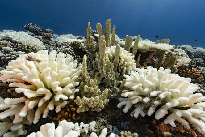 Récif de corail mort, à Moorea, en Polynésie française, le 9 mai 2019.