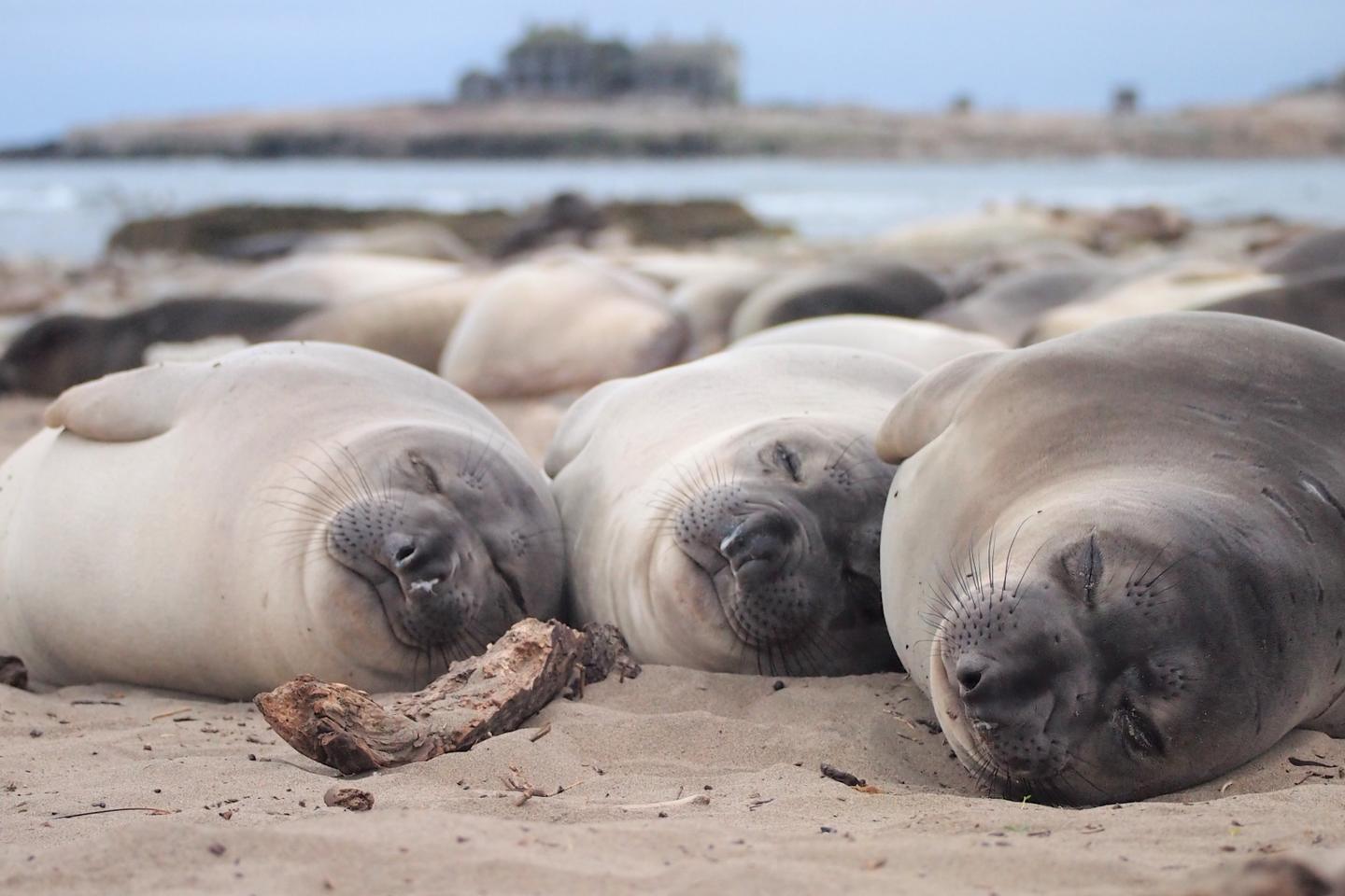 Elephant seal, broken sleep