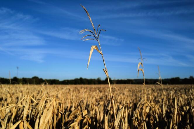 Un champ de maïs dévasté en raison de la sécheresse, le 24 août 2022 près de Lyon (Auvergne-Rhône-Alpes).