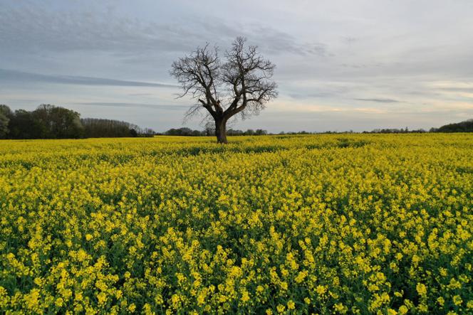 Un champ de colza, à Rouillé (Vienne), le 11 avril 2023. 