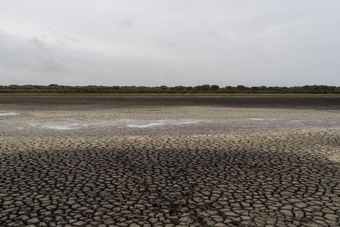 Des fissures au sol observées dans une zone sèche du parc national de Doñana, dans le sud-ouest de l’Espagne, le 19 octobre 2022. 