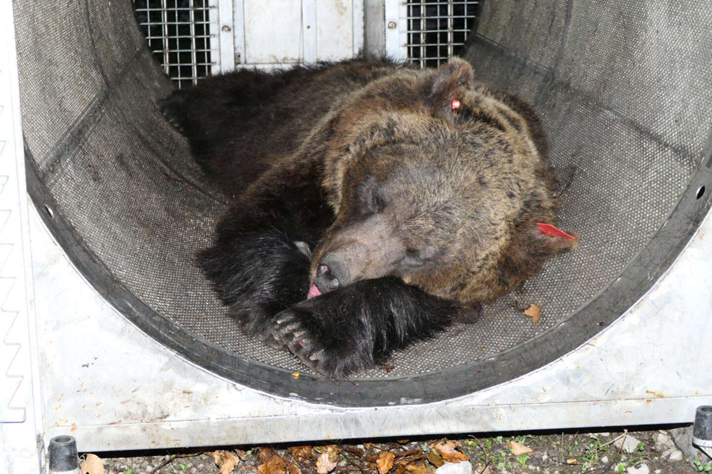 Un mese dopo l’attacco mortale, la presenza dell’orso nella regione alpina del nord Italia rimane controversa