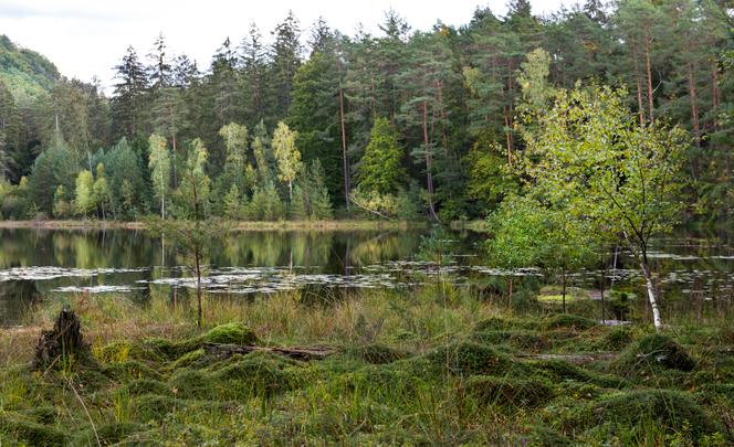 Les tourbières, des écosystèmesclés pour atteindre les objectifs